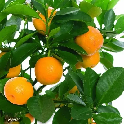 Baishnab  Mosambi Fruit Plant1111 Sweet Lemon Pla-thumb0