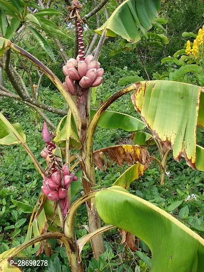 Baishnab Banana Plant BANANA PLANT GGFD