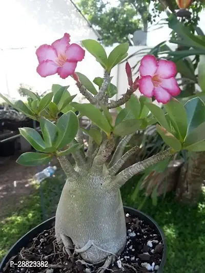 Baishnab  AdeniumModel nameAdenium Arabicumplan