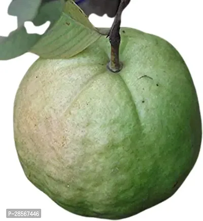 Baishnab Guava Plant Dasheri Guava Plant For Outdoor Garden-thumb0