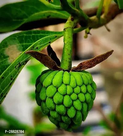 Baishnab  Custard Apple Live Plant Disha309061 C-thumb0