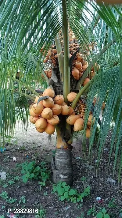 Baishnab  Premium Coconut Live Plant CF78 Coconut