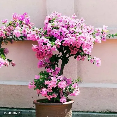 Baishnab  bbr11 Bougainvillea Plant-thumb0