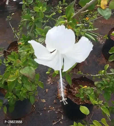 Baishnab  Live White Hibiscus Best Attractive Flowe