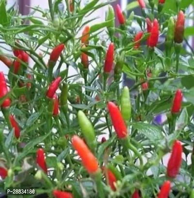 Baishnab Red Chili Seed 150psCW9 CHILLI MIRCHI HYBRID SEED150PIECE