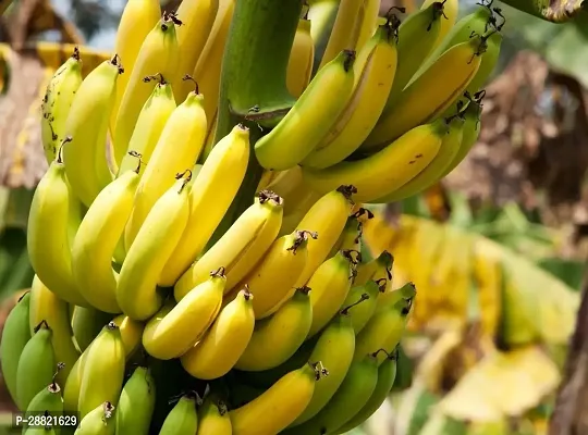 Baishnab  Click banana plant Banana Plant