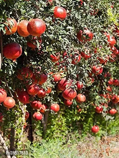 Baishnab  anar h4 Pomegranate Plant