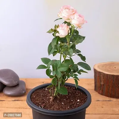 Baishnab  Rose Peach  Plant Rose Plant-thumb0