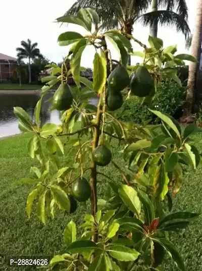 Baishnab  Avocado Plants Live PlantCF02 Avocado P-thumb0