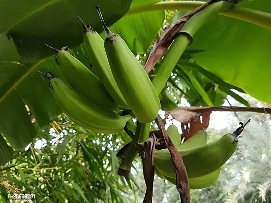 Baishnab Banana Plant Burro Grafted Banana Plant