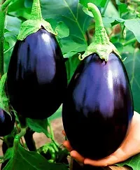 Baishnab Seed 100per packetXpl32germination Brinjal Seeds Big Gajraj F1 Hybrid Pack100PIECE-thumb1