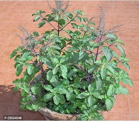 Baishnab Tulsi Plant WG-2-1-1-Plant-178-thumb0