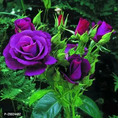 Baishnab  Blue Rose Plant CF8001111 Rose Plant