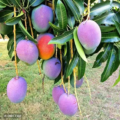 Baishnab  Mango PUrple Plant Mango Plant-thumb0