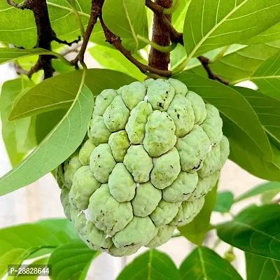 Baishnab  Custard Apple Live Plant Disha200791 C