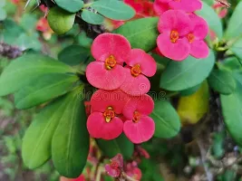 Baishnab Euphorbia Plant Euphorbia Red Milli-thumb1