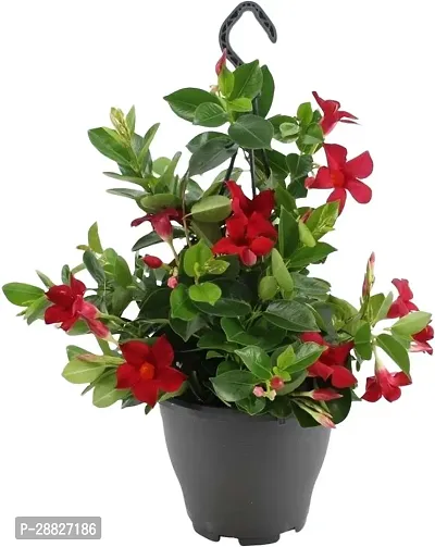 Baishnab  Mandevilla Plant Red CF37 Mandevilla Pl-thumb0