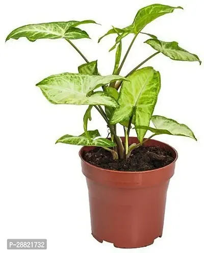 Baishnab  mrr01 Money Plant-thumb0