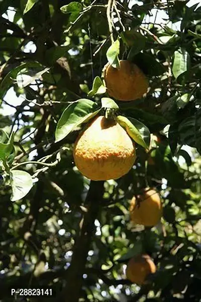 Baishnab  PomeloModelUgli CFO312 Lemon Plant