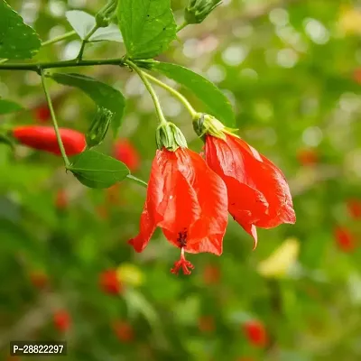 Baishnab  Red Chili Hibiscus Plant CFA163 Hibisc