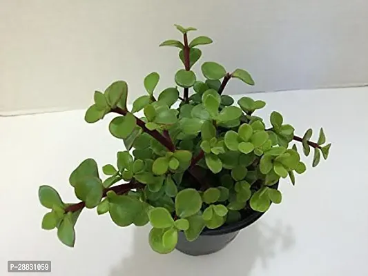 Baishnab  Jade Plant Ornamental Jade Plant