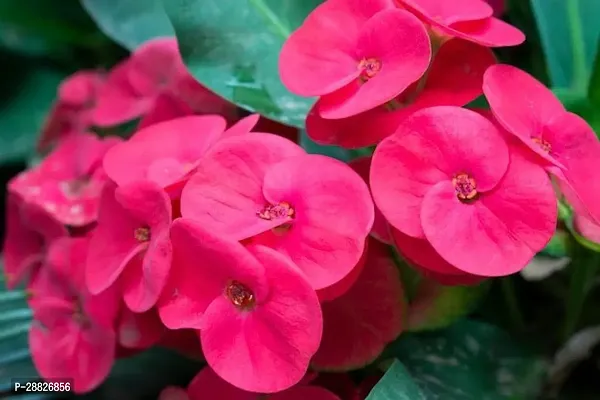 Baishnab  Pink Euphorbia Milli Live Plant Euphorbia-thumb0