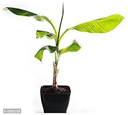 Baishnab  bff11 Banana Plant-thumb0