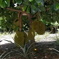 Baishnab Jackfruit Plant Kilichundan Jackfruit Plant For Outdoor Garden-thumb1