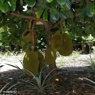 Baishnab Jackfruit Plant Kilichundan Jackfruit Plant For Outdoor Garden-thumb2