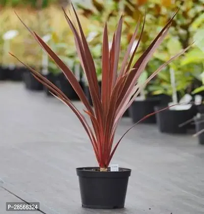 Baishnab Dracaena Plant dracaena plant 2013