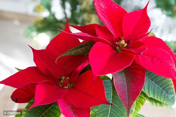 Baishnab  Red Rare Poinsettia Live Plant Poinsettia-thumb0