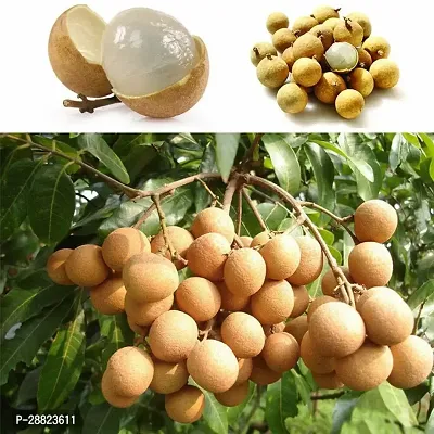 Baishnab  Rare Longan fruit Live Plant  Seedling P-thumb0