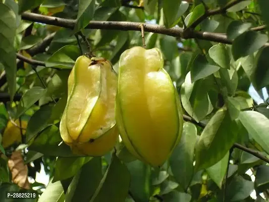 Baishnab  sqs11 Star Fruit Carambola Grafted Plant