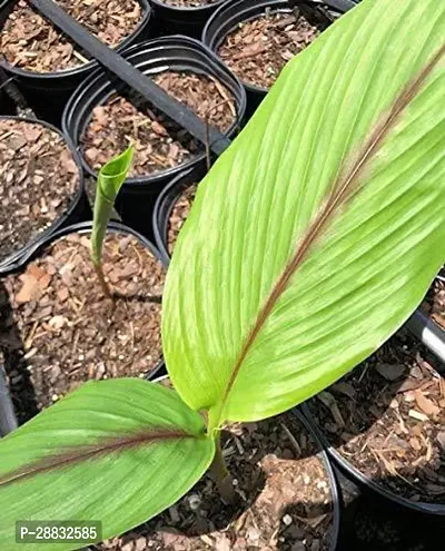 Baishnab  Turmeric Plant 01 Turmeric Plant-thumb0