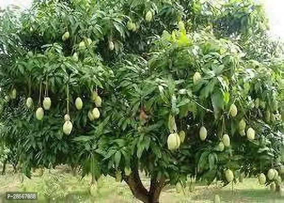 Baishnab Mango Plant All Season Gardens Hybrid Grafted Mango Plant Neelam Aam Tasty Variety Healthy Live Plants(Hybrid, Pack of 1)-thumb0