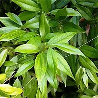 Baishnab Bay Leaf Plant Tej Patta (Bay leaf)-thumb1