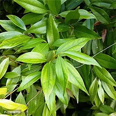 Baishnab Bay Leaf Plant Tej Patta (Bay leaf)-thumb2