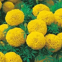 Baishnab gandha seeds yhujbyuMariGold Gainda Seed  50 per packet50PIECE-thumb2