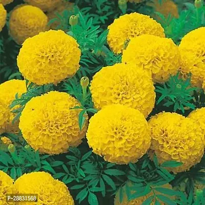 Baishnab gandha seeds yhujbyuMariGold Gainda Seed  50 per packet50PIECE-thumb3