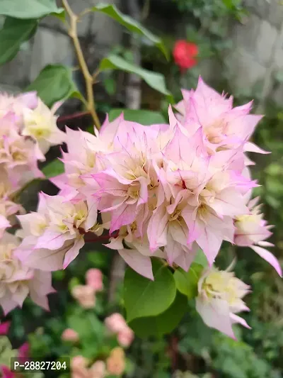 Baishnab  Bougainvillea Plant CF00081 Baugainvill