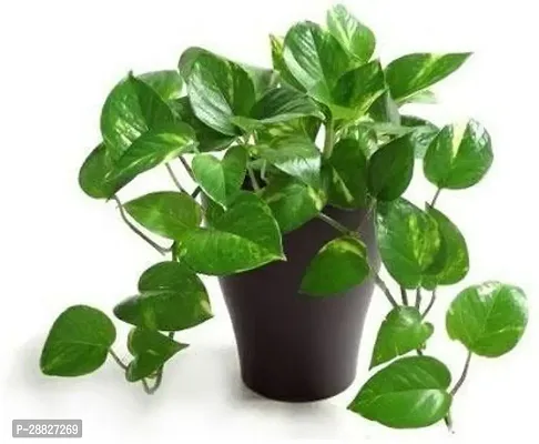 Baishnab  mmr01 Money Plant-thumb0