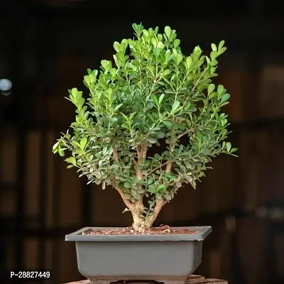 Baishnab  Boxwood Bonsai  Plant Ficus Bonsai Plant-thumb0