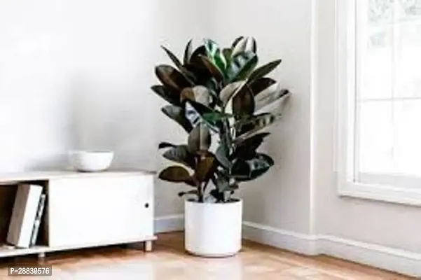 Baishnab  INDOOR RUBBER TREE Rubber Tree-thumb0