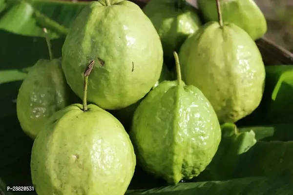 Baishnab  Round Guava Plant Guava Plant-thumb0