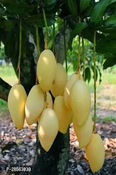 Baishnab Mango Plant Thai Exotic Hybrid Mango Plant. v2-thumb0