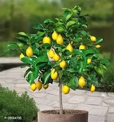 Baishnab Lemon Plant GET LEMON-thumb0