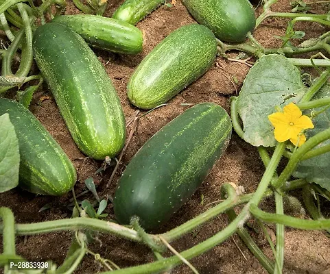 Baishnab Cucumber seed 1000  per packet VELLARIKAI KHIRA CUCUMBER SEEDS1000  Seeds1000PIECE-thumb0