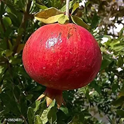 Baishnab  Pomegranate Live Plant CF00005 Pomegran-thumb0