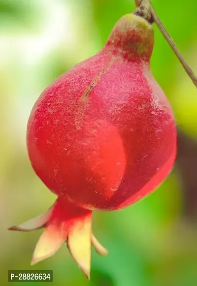 Baishnab  Pomegranate Plant Live Plant CF053111 P