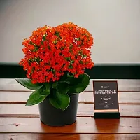 Baishnab Kalanchoe Plant KALNCHOE PLANT D322-thumb1